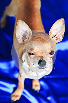 The smallest breed of dog