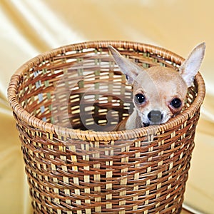 The smallest breed of dog