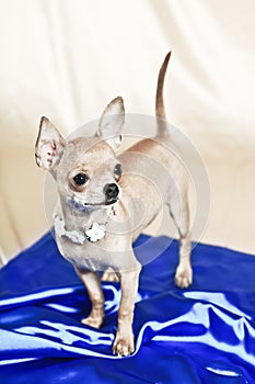 The smallest breed of dog