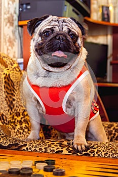 The smallest breed of dog