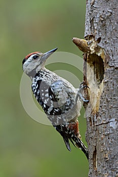 Smallest camouflage black and white woodpecker with red head perching beside its hole nest on the tree, fascinated wild animal
