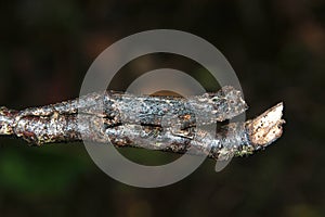 The smallest chameleon in the world