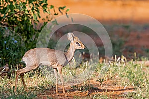 The smallest deer in Africa, the dik dik