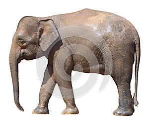 The smallest elephant,precious Borneo pygmy elephant on white background