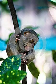 The smallest lemurs in the world - Filipino lemur tarsier