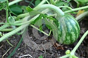 The smallest melon in my garden