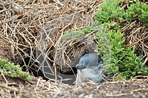 The smallest pinguin.