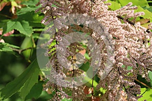 smallflower Tamarisk