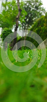 SmallGrass field green