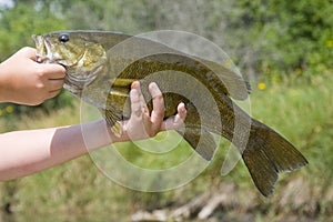 Smallmouth Bass