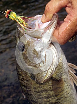 Smallmouth bass catch