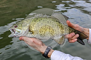 Smallmouth bass caught in the Snake River, Idaho