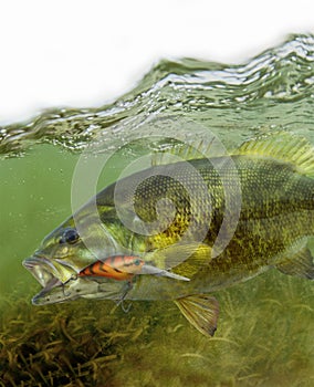 Smallmouth bass fish fighting for freedom