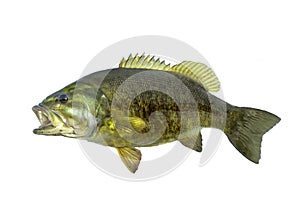 Smallmouth bass fish isolated on white background photo