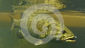 Smallmouth bass fish photo