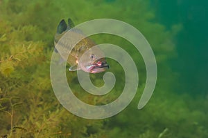 Smallmouth bass with injury from fishing lure