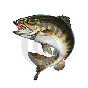 Smallmouth bass jumps out of water illustration isolate realistic.