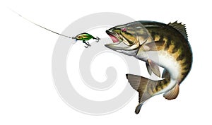 Smallmouth bass jumps out of water illustration isolate realistic.