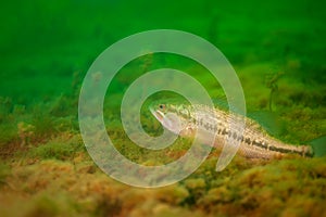 Smallmouth bass resting on the bottom of a Michigan inland lake. dolomieu