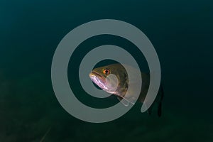 Smallmouth bass swimming in a Michigan inland lake.