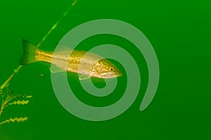 Smallmouth bass swimming in a Michigan inland lake. micropterus dolomieu