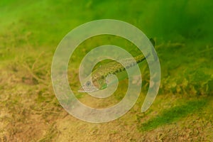 Smallmouth bass swimming in a Michigan inland lake. micropterus dolomieu