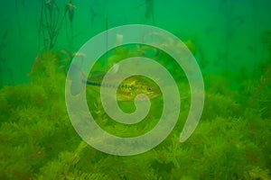 Smallmouth bass swimming over a weed bed in a Michigan inland lake. dolomieu