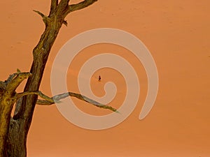 The smallness of the human