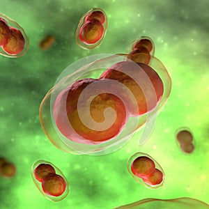 Smallpox Cell - in fluid