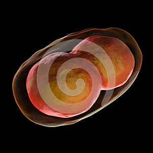 Smallpox Cell - isolated on black