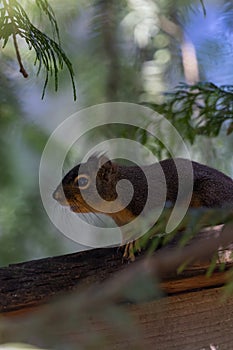 smallred chipmunk standing on a wooden fence