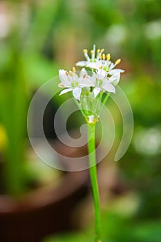 Smalls white flowers blooming light soft blur bacground