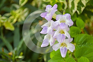 smalls white purple flower blooming in garden Bangkok Thailand