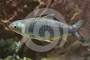 Smallscale mud carp in aquarium. Wildlife animal