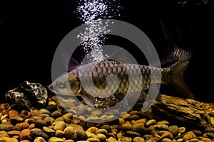 Smallscale mud carp fish