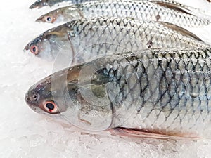 Smallscale mud carp on ice