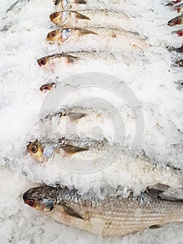 Smallscale mud carp on ice