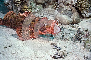 Smallscale scorpiofish