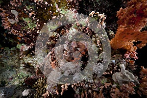 Smallscale scorpiofish in the Red Sea.