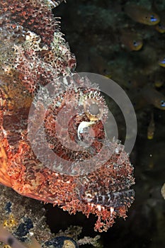Smallscale scorpionfish