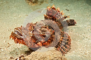 Smallscale scorpionfish