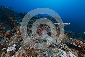 Smallscale scorpionfish in the Red Sea.