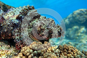 Smallscale Scorpionfish - Scorpaenopsis oxycephala in the red sea