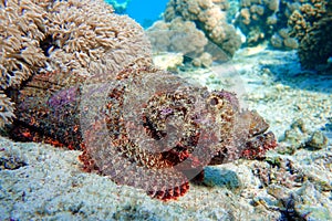 Smallscale Scorpionfish - Scorpaenopsis oxycephala in the red sea