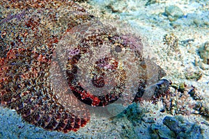 Smallscale Scorpionfish - Scorpaenopsis oxycephala in the red sea