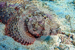 Smallscale Scorpionfish - Scorpaenopsis oxycephala in the red sea