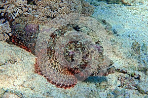 Smallscale Scorpionfish - Scorpaenopsis oxycephala in the red sea