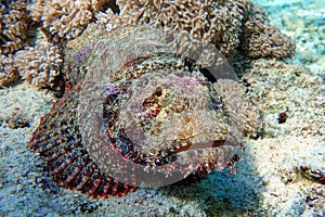 Smallscale Scorpionfish - Scorpaenopsis oxycephala in the red sea