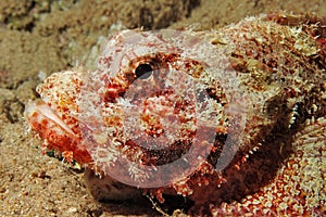 Smallscale scorpionfish