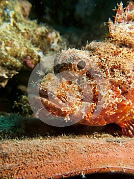 Smallscale scorpionfish